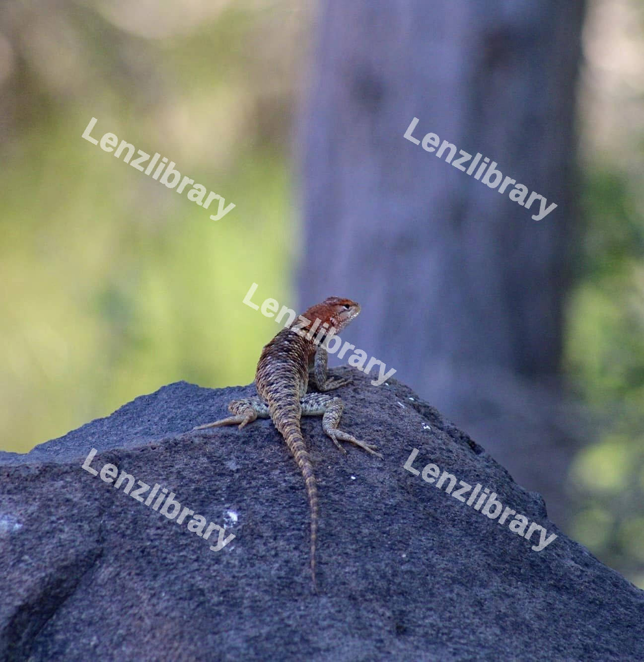 Lizard on a rock